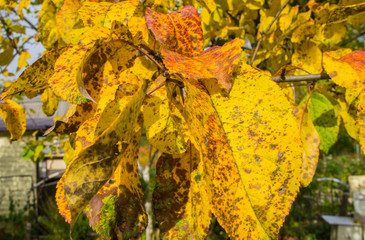 Autumn texture. Yellow orange and red leaves. Old fallen foliage with a covered plan.