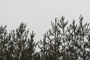 Silhouette of a pine forest and sky. Place for the text.