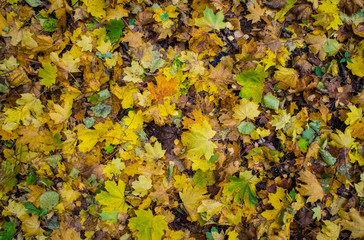 Autumn texture. Yellow orange and red leaves. Old fallen foliage with a covered plan.