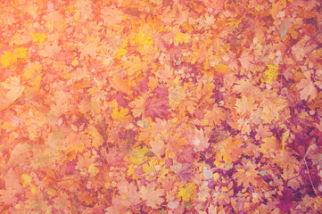 Autumn texture. Yellow orange and red leaves. Old fallen foliage with a covered plan.