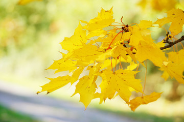 Herbst, gold gelb gefärbte Blätter