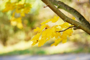 Herbst, gold gelb gefärbte Blätter