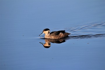 Hottentot Teal