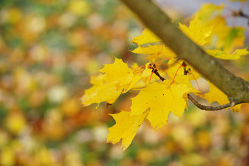 Herbst, gold gelb gefärbte Blätter