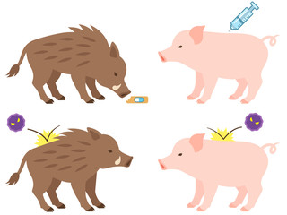 イノシシと豚のワクチン接種のイメージイラスト