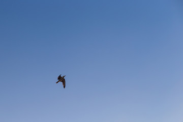 Seagull on a background of blue sky