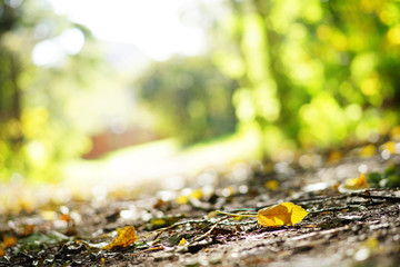 Herbst, goldgelb gefärbte Blätter liegen auf dem Boden