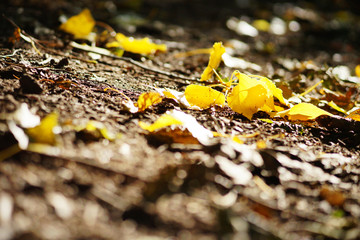 Herbst, goldgelb gefärbte Blätter liegen auf dem Boden