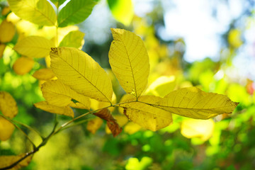Herbst, gold gelb gefärbte Blätter