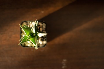flower on wooden background