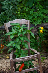 Naklejka premium Peppers growing through an old chair