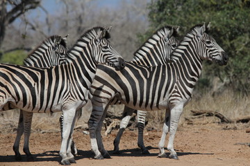 Fototapeta na wymiar Attentive Zebras