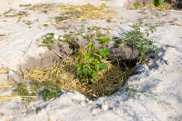 The process of growing grapes in pits. Mulching grapes.