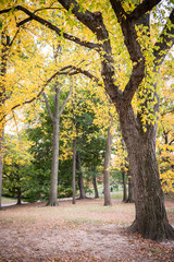 Fototapeta premium Central Park