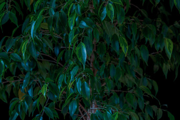 Foliage of a tropical tree with variegated leaves as a natural background