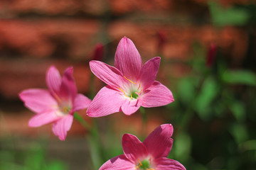 Beautiful pink flowers in the garden are recommended to wall background.