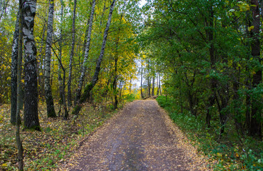 Autumn texture. Road with autumn yellow foliage.