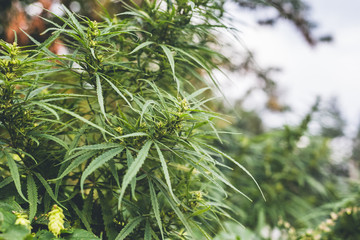 A cannabis plant, a marijuana bush in the countryside