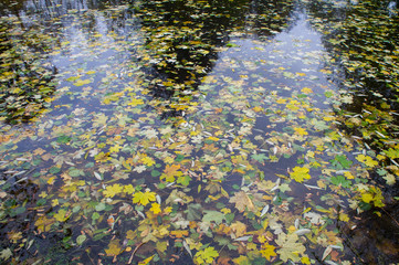Autumn pond with yellow fallen leaves on the water.