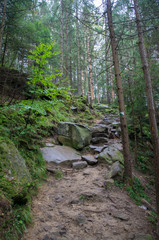 Scandinavian mountain nature with stones. Rocks in the forest with moss.