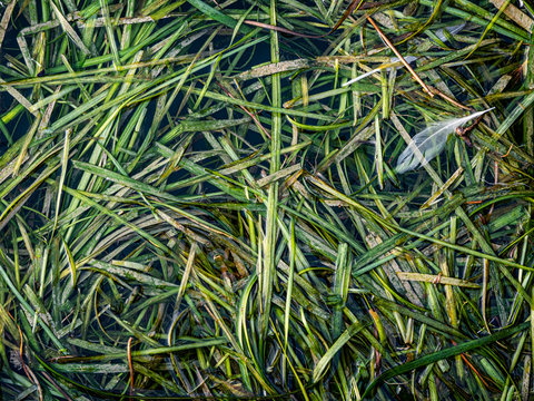 Seaweeds leaves floating on the water of a lake
