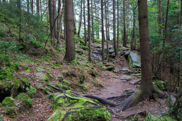 Scandinavian mountain nature with stones. Rocks in the forest with moss.