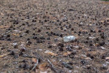 White plastic bottle on the ground in a pine forest.