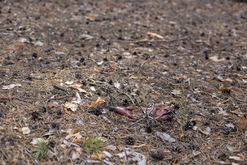 Brown plastic bottle on the ground in a pine forest.