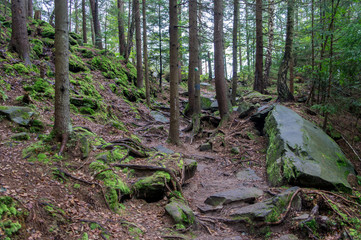 Scandinavian mountain nature with stones. Rocks in the forest with moss.