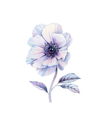 Watercolor white anemone with black pearl inside. Hand painted botanical illustration with realistic purple flower. isolated on white design element for wedding stationery, card printing, banners