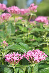 ノゲノトウシャロン