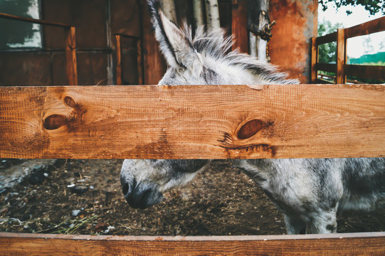 gray fluffy cute donkey is standing in his paddock in the zoo. the log perfectly closes his eyes, which creates a stylish picture for the background or text or art and design