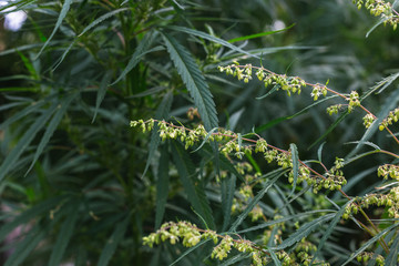 Branch of cannabis and marijuana. Ganja, hemp beautiful tree.
