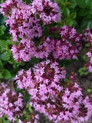 Fototapeta premium Flower oregano, culinary, medicinal herb, background