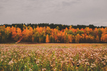 Obraz premium Beautiful autumn forest of bright yellow and orange hues, in front of him a field of white withered dandelions, gray sky and sad atmosphere, sadness for a departed summer