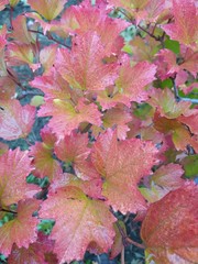 Leaves autumn, abstract natural background