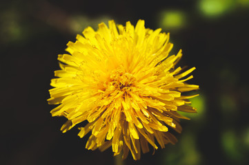 Bright young yellow dandelion grows in the summer in the forest, next to growing faded white