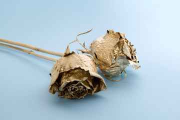 golden roses