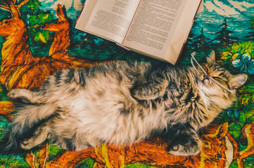 fluffy happy cat basking in bed, she closed her eyes and fell asleep, full-length portrait, furry big belly. next to her lies the book she read, and the glasses, she’s a smart learned pet