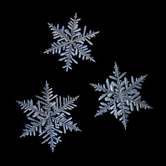 Set of three snowflakes isolated on black background. Macro photo of real snow crystals: elegant stellar dendrites with ornate shapes, hexagonal symmetry, thin, flat arms and glossy, relief surface.