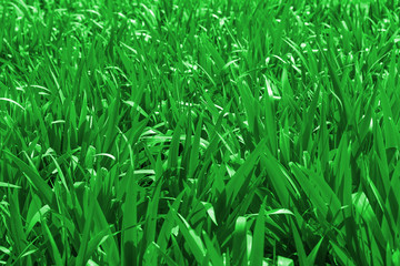 Fototapeta na wymiar Outdoor green meadow and long leaves closeup