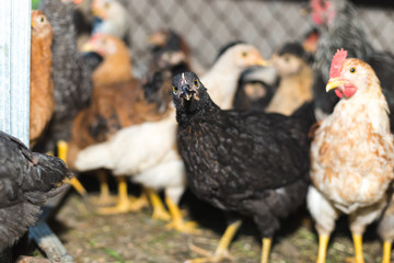 Chickens on the farm. Toned, style, color photo
