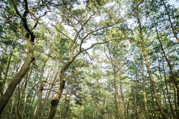 松の林の中からの風景