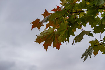 Autumnal ornament, leaves of maple