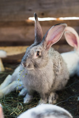 Breeding a large group of rabbits in a small shed.