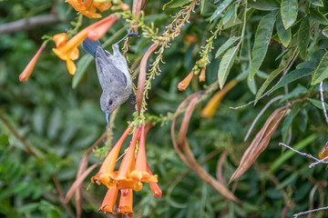 Isolated close up of a single hummingbird in nature- Israel