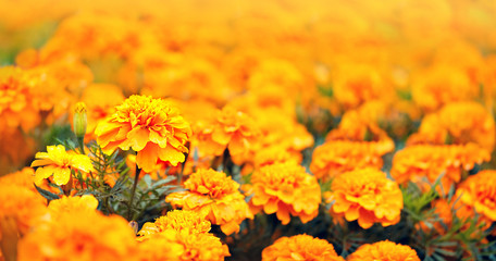orange flower marigold, Cempasuchil flower. Tagetes Erecta. Field of Flowers of dead, traditional...