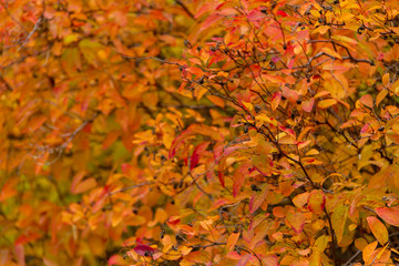 Autumn park. Collection of beautiful colorful autumn leaves of different colors