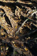 tree roots and autumn leaves