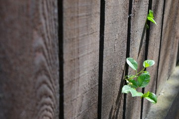 branches sticking out of the fence